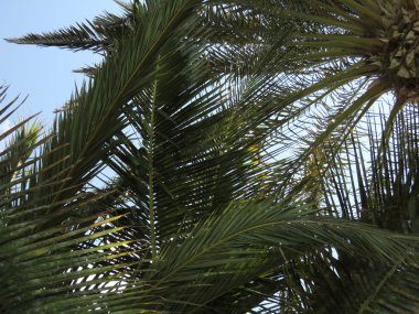 Uzun palmiye ağacı yaprakları