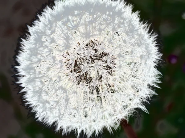 Close up of a dandelion clock — Stock Photo, Image