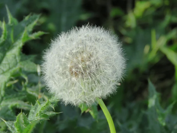 Κοντινό πλάνο της ένα dandelion ρολόι — Φωτογραφία Αρχείου