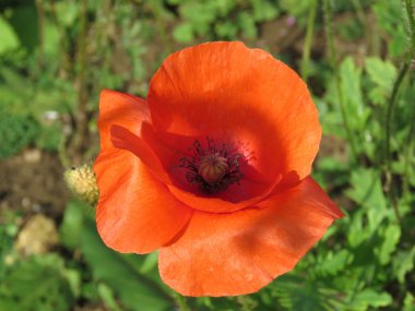 Tek haşhaş kadar yakın