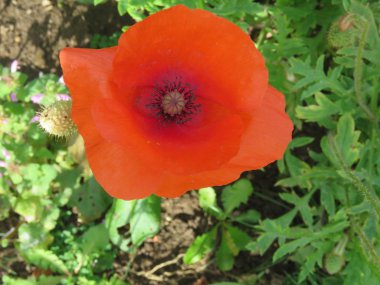 Tek haşhaş kadar yakın