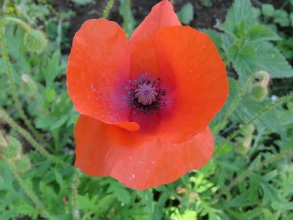 Single Poppy Close Up — Stock Photo, Image