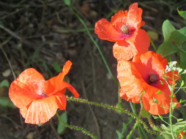 Grupo de amapolas — Foto de Stock