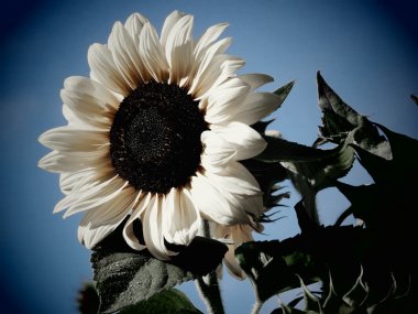 Büyük tek ayçiçeği