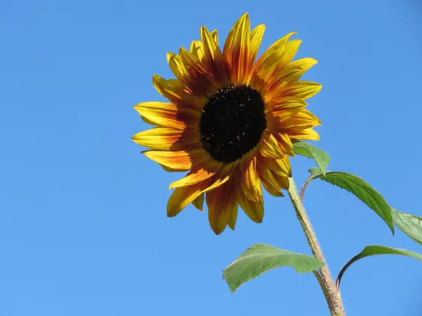 Büyük tek ayçiçeği