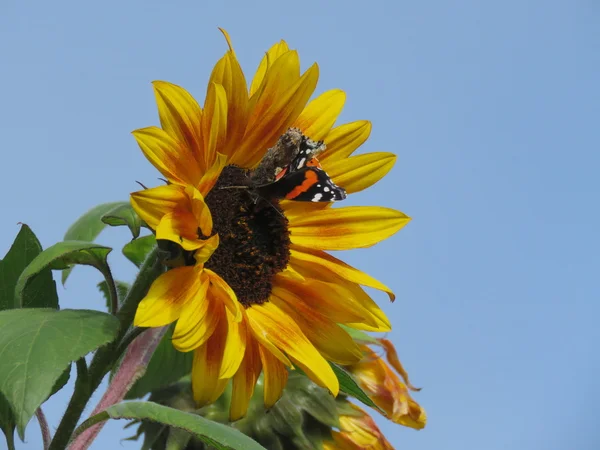 Red Admiral Butterfly on a Sunflower — Stock Photo, Image