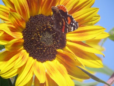 Ayçiçeği kırmızı Amiral kelebeği