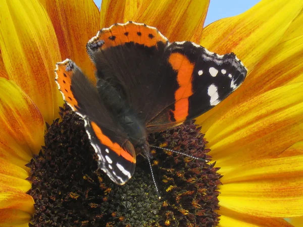 Red Admiral Butterfly on a Sunflower — Stock Photo, Image