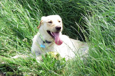Golden labrador köpek