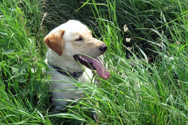 Ein goldener Labrador — Stockfoto