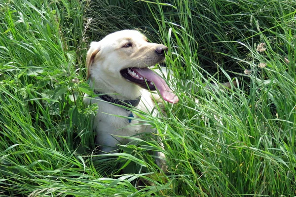 Egy arany Labrador — Stock Fotó