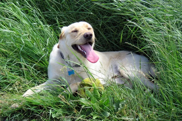 Ein goldener Labrador — Stockfoto