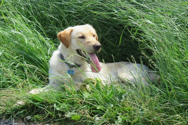 Golden labrador köpek