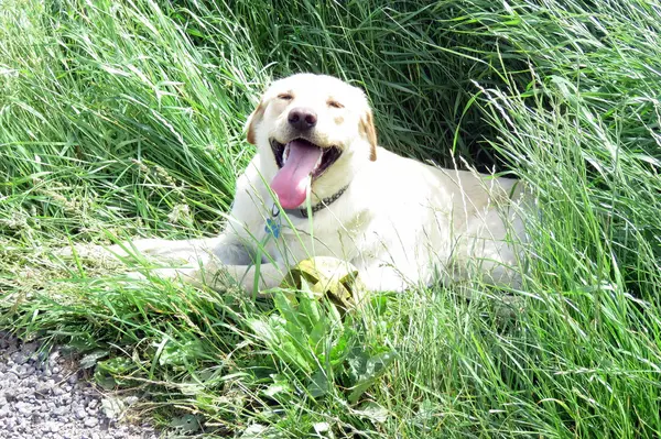 Cane labrador dorato — Foto Stock