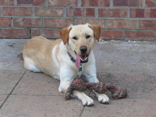 Un labrador d'oro — Foto Stock