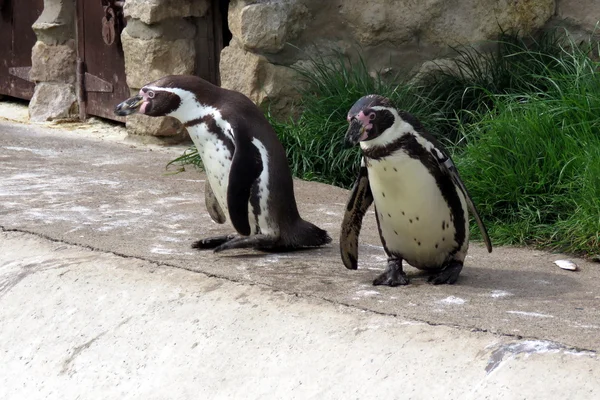 Два Гумбольдта пінгвіни — стокове фото