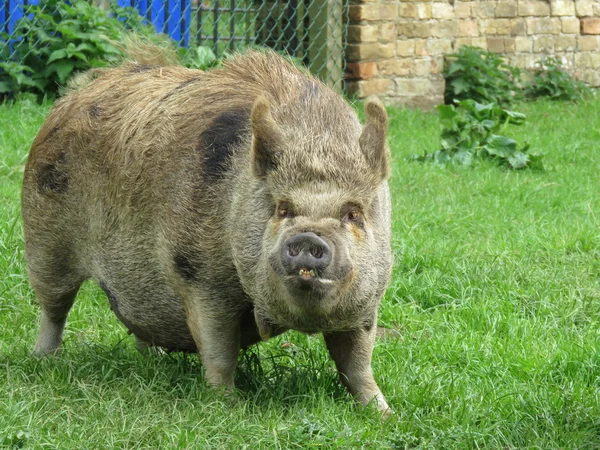 Bruin varken met komische gezicht — Stockfoto