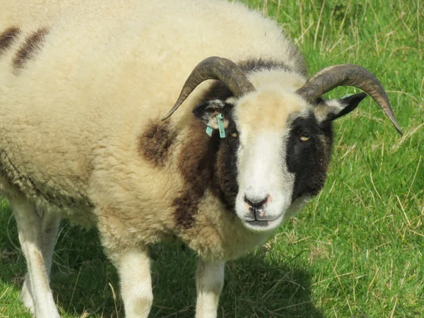 Jacob Sheep close up — Stock Photo, Image