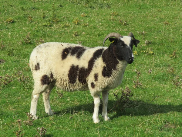 Jacob Sheep zblízka — Stock fotografie