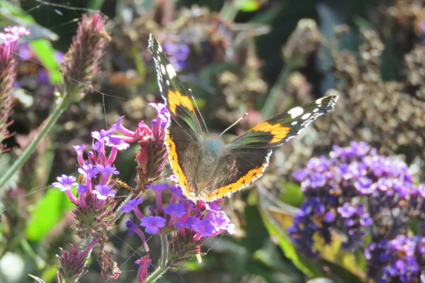 Kırmızı Amiral kelebek