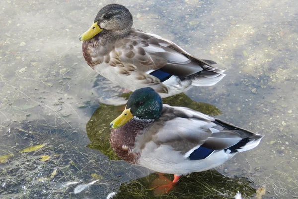 Dos patos Mallard — Foto de Stock