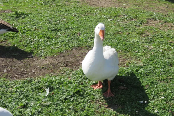 Un ganso blanco — Foto de Stock