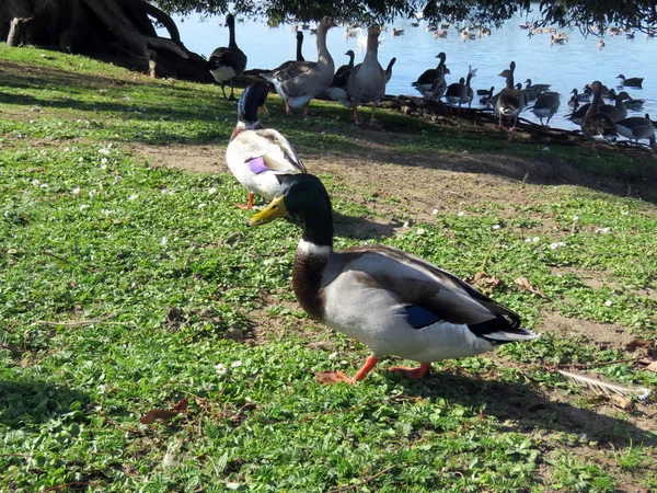 Dois patos-reais — Fotografia de Stock