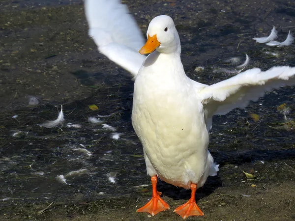 A White duck Flapping it's Wings — Stock Photo, Image