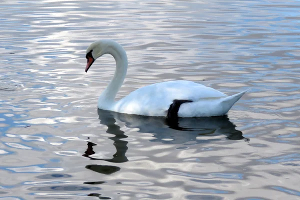 Ein weißer Schwan auf dem See — Stockfoto