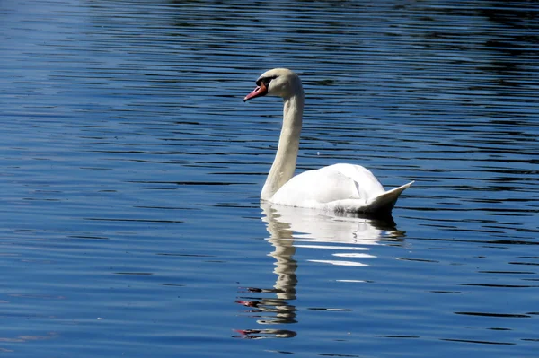 En vit svan på sjön — Stockfoto