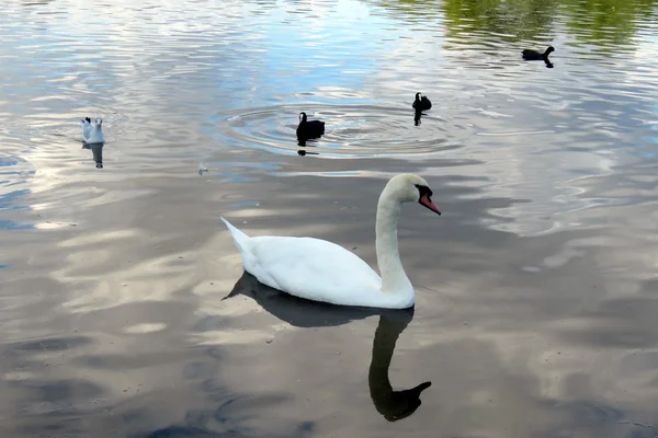 En vit svan på sjön — Stockfoto