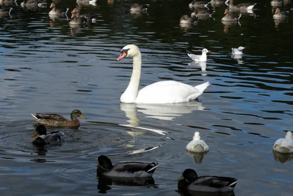 Un cigno bianco sul lago — Foto Stock