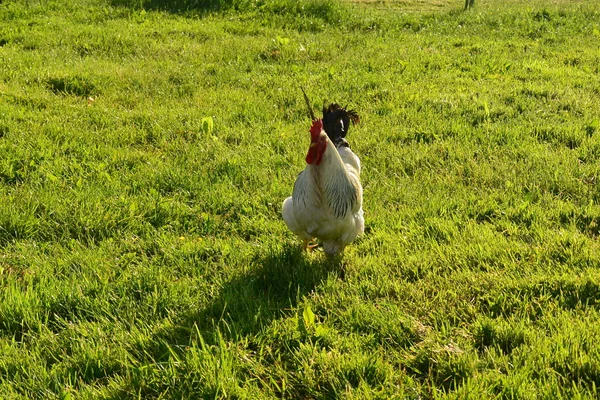 Sussex cockerel in a field — Stock Photo, Image