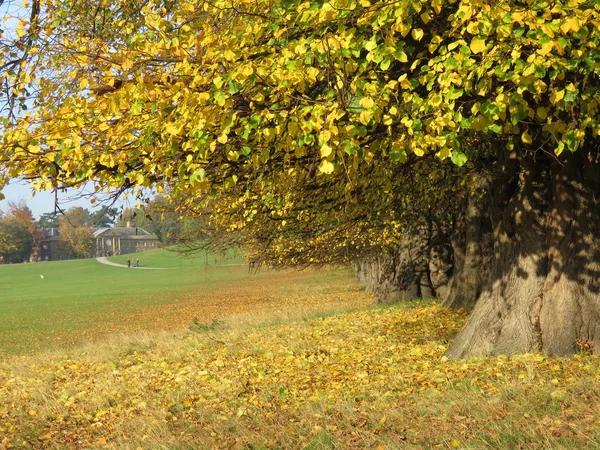 Arbres d'automne dans le parc — Photo