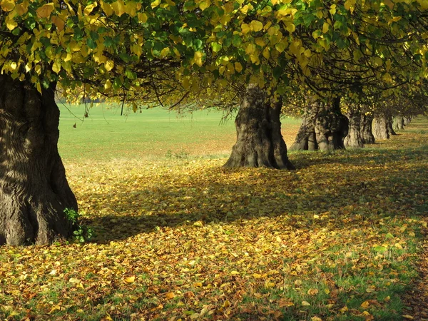 Arbres d'automne dans le parc — Photo