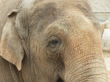 Bir fil safari Park İngiltere'de