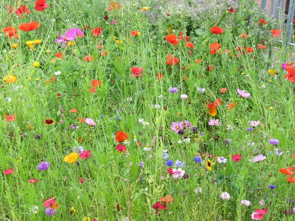 Kır çiçekleri yaz aylarında bir yama