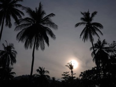 Gün batımında hindistan cevizi ağaçlarının silueti