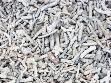 Ölü beyaz mercanların plajını kapatın.          