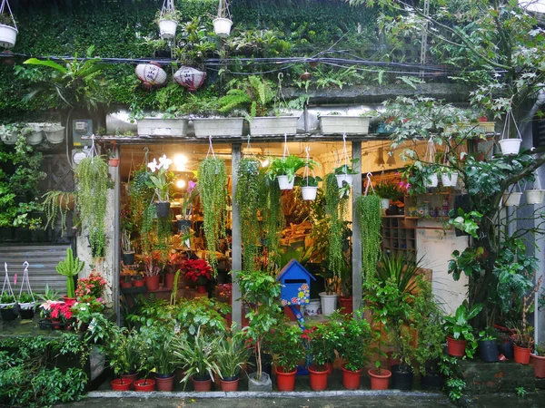 Lokale Plantenwinkel Bomen Versieren Taiwan — Stockfoto