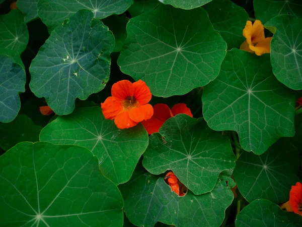 Top View Orange Flowers Green Shape Leaves — Stock Photo, Image