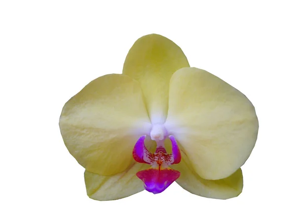 Isolé Phalaenopsis Jaune Orchidée Mourir Coupé Dans Fond Blanc — Photo