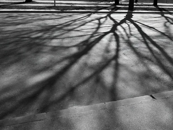 Foto Blanco Negro Ramas Árboles Sombra Camino —  Fotos de Stock