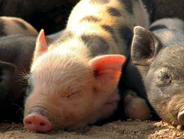 Kapatın küçük domuzları, güneşin altında uyuyun