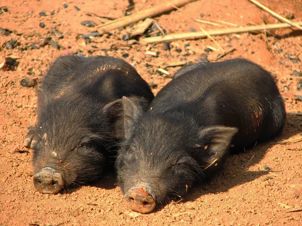 Cloase Little Black Pigs Sleeping Sun — Stock Photo, Image