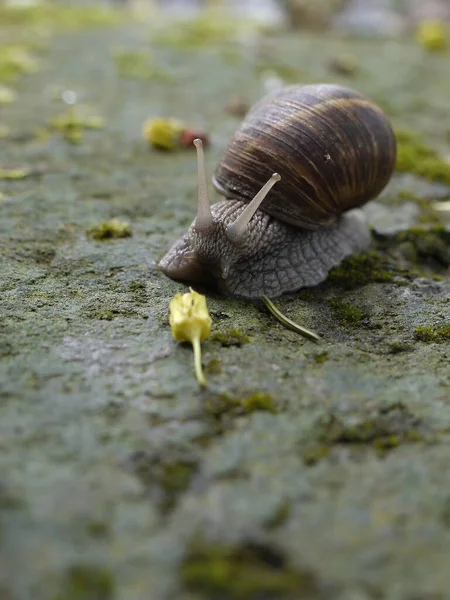 Primer Plano Del Caracol Helix Pomatia Moviéndose Lentamente Suelo — Foto de Stock