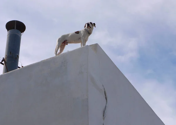 A strong dog lookout from the rooftop of the building in Paros Island Greece