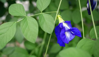 Asya güvercin kanatları çiçeği ya da Kelebek bezelyesi, Klitorya ternateası olarak da bilinir, yemek ve bitkisel ilaç olarak kullanılır, limonata suyuyla karıştığında mor renge dönüşür.