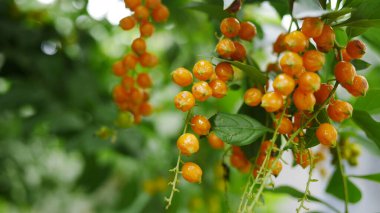 Golden Dewdrop veya Pigeon Berry Fruits, Duranta Repens veya SkyFlower, zehirli ve tehlikeli, yenilebilir değil.