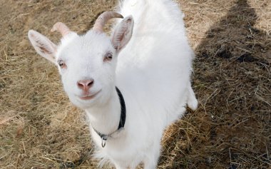 Tek bir beyaz keçinin portresi kuru, kahverengi otların arasında duruyor. Keçinin küçük boynuzları ve beyaz desenli kürkü var, meraklı ve şirin bir ifadeyle kameraya bakıyor. Doğal güneş ışığı saman örtüsüne yumuşak bir gölge düşürür.